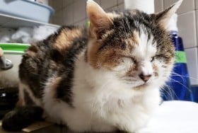 �g�n��L�h�Ɏ^�ہA�g�C���̉��ɏZ��ł�������L�̉^���́H�u�a��������Ȃ�o�傪�K�v�v