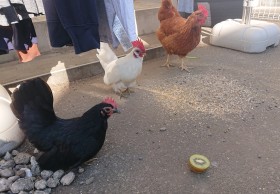 �j���g��3�H�́g�`�L�����[�X�h���b��A�L�E�C���������Ō��߂�p�ɂق�����u�Ō�͋��鋰��c�v