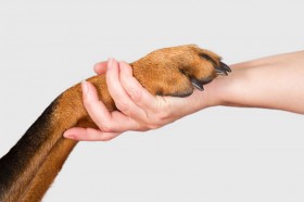  �q�g�́g�����h�Ɠ����ւ́g���h�ǂ��炪�d���H�@�u���������v�̐���ƃW�����}