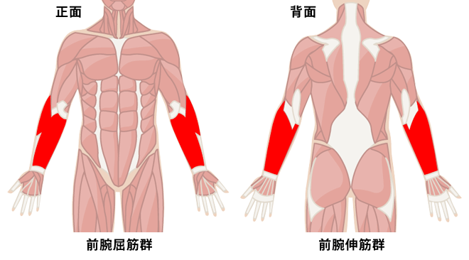 前腕筋群を鍛えて太くたくましい腕を作る方法 プロが教える筋トレ Oricon News