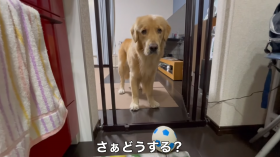 �e���Ǝ����傳��̋삯�������悪100����Đ�