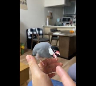 うちの文鳥が冷たい 妻と夫で激変する態度に反響 奥さんの真似したら文鳥に怒られた Oricon News