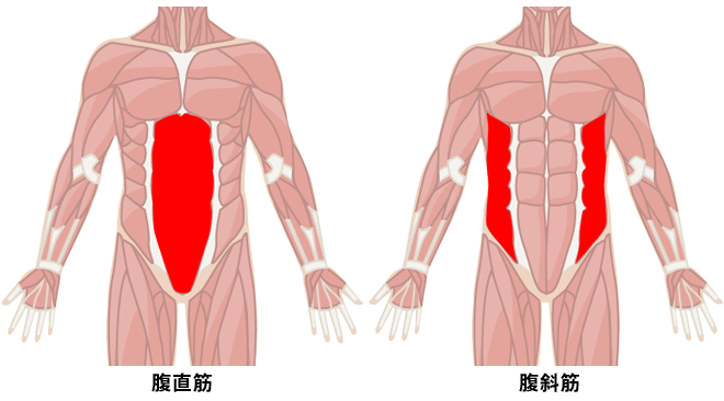 初心者が腹筋ローラーで効率よく腹筋を鍛えるための使い方 プロが教える腹筋の筋トレ Oricon News