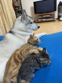 �V�x���A���n�X�L�[����񂾔L�����Ƃ́h�Ƒ����h�@