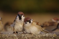 �u�ō��̖���������Ȃɐg�߂ɁI�v�X�Y���̈����邵���d���ɔ����A�ʐ^�ƌ�閣��