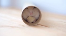 �u���Ă���l�܂ōK���ɂ���c�v���������n���X�^�[�̗D�����Ί�ɔ���