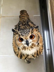 1���Đ��̃t�N���E����A���������ĊÂ�������Ŏ������D���c�u�A�܂�������I�v�����̐���