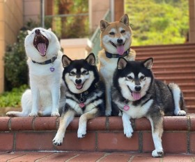 �����q���Č��́u�W���ʐ^���邠��v�ɖ������l���o