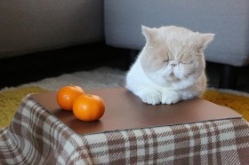 �L���܂�Łg����h�Ɂc�v�킸�g�u�T����h�ɂȂ�L��p�����ɔ����A���́u�݂���v�����C���������H