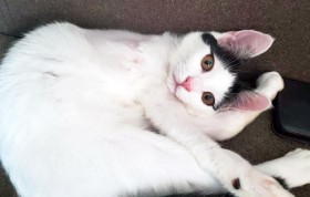 �u�L�́g������ꂽ�h���Ƃ�Y��Ȃ��v�s�ҋ^��ꂽ3�{�r�̎q�L�A�~�����̂��܂��l�Ԃ�����