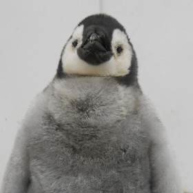 �u���A���g�R�E�y�������h�I�v�ق�ق�̐Ԃ����y���M���ɔ����A��������������g���܂�����h�Ȉ�ʂƂ́H