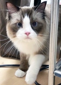 �g���ݕȁh����L��1�����P�[�W�̒��Ɂc�O���l������̉����̗܁u�����Ɨǂ��Ƃɂ�����Ăق����v