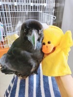 �����΂��J�b�g�ɑf���ɉ�����ی삳�ꂽ�J���X�@�y�b�g�̒������ƂƂ��Ɂg���a���h�̏I�����{��I���������e�҂̊o��