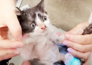 愛媛出張オペで処置された子猫（写真：ねこけんブログより）