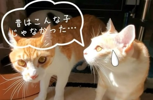 これがホントの 泥棒猫 病気と闘う健気な子猫 すっかり成長して 反抗期 に突入 Oricon News