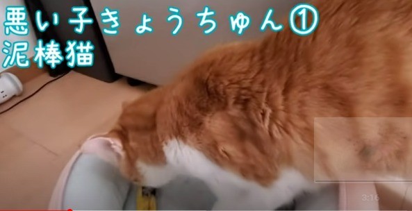 これがホントの 泥棒猫 病気と闘う健気な子猫 すっかり成長して 反抗期 に突入 Oricon News