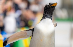 �u�y���M������񂾁H�v��Ղ�1���ɔ����A���������ӂ��p�����ʂ����B�e�҂̎v��