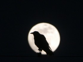 �����E�ŋ��̈����H �G���^���R���e���c�ɂ�����s�g�̏ے��E�J���X�̖����Ƃ��̎���