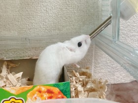 �u���[�~���J�̃j�����j�����ł����H�v�����n���X�^�[�̍ג����p�ɔ����u���m�F�������Ǝv�����v