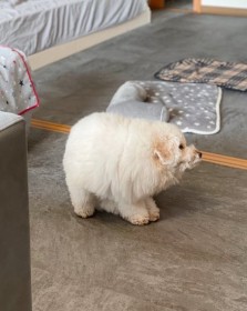 �{���Ɍ��ł����c�H �Z���Ďl�p���Ȃ��Ă��܂������̏Ռ��I�Ȏp