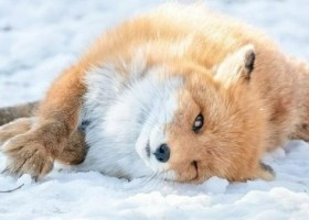 �~�тł��ӂ��Ӗk�C���̃L�^�L�c�l�A���炵���̈���Łg�a�t���h�����Ɂu�������炱���g���˂���M�c�l�h�ɉ��������Ȃ��Łv