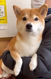 �����˂�҂ԃv���v���k����h�}�i�[���[�h�Č��h�ɔ���