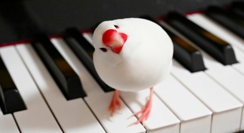 息ぴったり！」10歳の息子のピアノ練習に寄り添う文鳥に反響