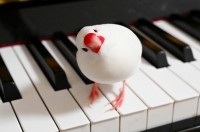 �u���҂�����I�v10�΂̑��q�̃s�A�m���K�Ɋ��Y�������ɔ����A�u�g�s�A�m�̔Ԑl�h�ɂȂ��Ă���v