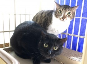 �u�L���g�����������h�ɂ���?�v������̓z�[�����X���c���₤���E�����A�M���M���͂����L�����ւ̋~���̎�