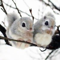 画像・写真 | mocomacoさん エゾモモンガほか羊毛フェルト作品 3枚目