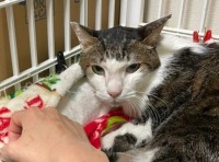 �u���ł邳���Ă����܂ł�13�N�v�S�J�����L�̂ʂ�����ɗ܁c�ی슈���̌��_�A�V�L�p�b�c���̕���