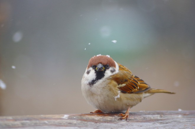 (C)���삳�Ƃ邳��i@onakan_s�j