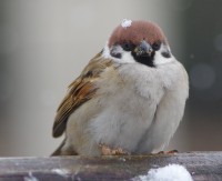 �u���ɐႪ�`���R���I�v�ӂ�ӂ�ȁg�Ⴉ�ނ�h�X�Y���ɔ����A�B�e�҂��������������i