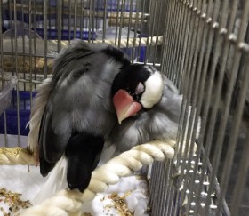 �g3��~�h�Ŕ��������A�ǂ��܂Ő��b�ł���H�@�m���s���̎����呝���c�A���̕ی�c�̂��x���u�����⎡�Ô�����ׂāv