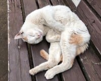 �u���܂ł��肪�Ƃ��v�L�����̍Ŋ��̈��A�A�����傪�o�������g�s�v�c�̌��h�ɗ܂��~�܂�Ȃ�