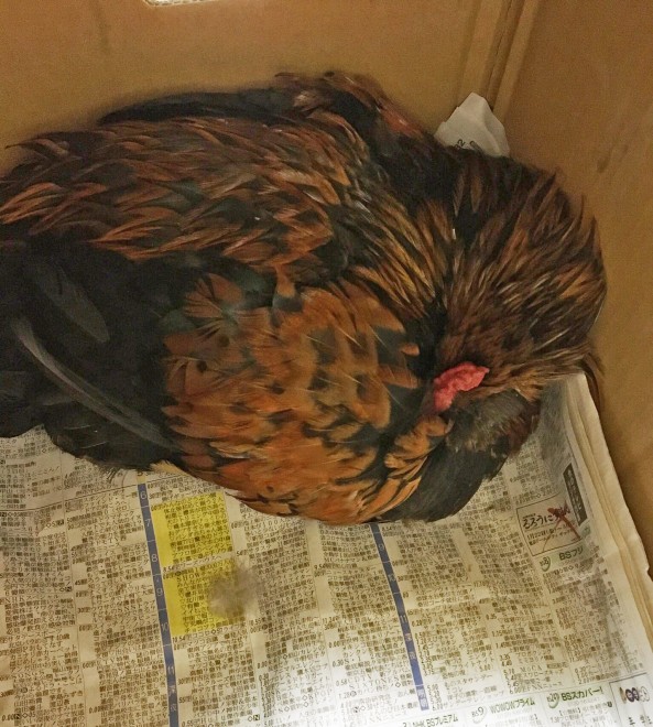 引き取らないなら捨てる Snsのネタにならない 身勝手な飼い主の増加 700羽を保護する鳥の保護団体の悲鳴 Oricon News