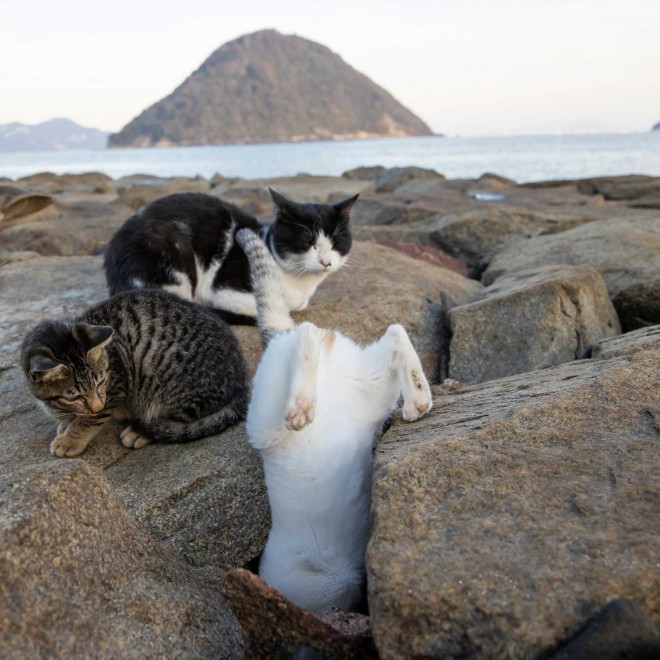 どうしてこうなった 必死すぎるネコ の姿に反響 裏側に猫写真家の奮闘と愛 地域猫の世話をする人に喜んでもらいたい Oricon News