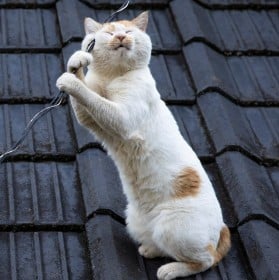 �u�ǂ����Ă����Ȃ����c�H�v�g�K��������l�R�h�̎p�ɔ����A�����ɔL�ʐ^�Ƃ̕����ƈ��u�n��L�̐��b������l�Ɋ��ł��炢�����v