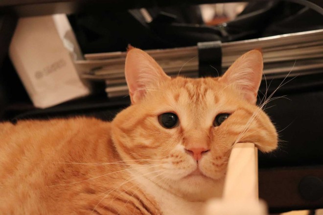 猫を見つめて22年 猫雑誌が警鐘を鳴らすペットショップ 抱っこ商法 猫好き自身が負のループに加担してしまう 2ページ目 Oricon News