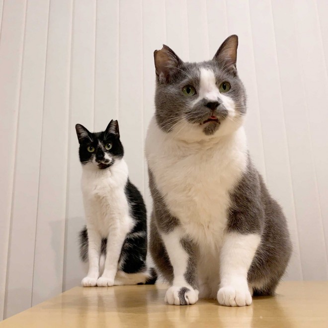 猫を見つめて22年 猫雑誌が警鐘を鳴らすペットショップ 抱っこ商法 猫好き自身が負のループに加担してしまう 2ページ目 Oricon News