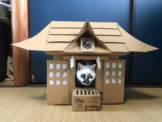 猫を見つめて22年 猫雑誌が警鐘を鳴らすペットショップ 抱っこ商法 猫好き自身が負のループに加担してしまう 2ページ目 Oricon News