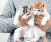 �L�����߂�22�N�@�L�G�����x����炷�y�b�g�V���b�v�g���������@�h�u�L�D�����g�����̃��[�v�ɉ��S���Ă��܂��v