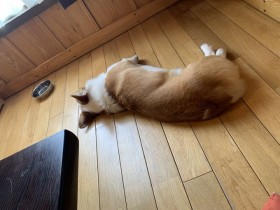 �ӂƁh���̋C�����h���l����������̓��e�ɔ���