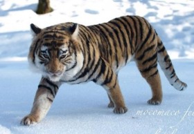 �u���̌Ղ��r�̖тłł��Ă���A���Ɓc�H�v�g�r�уt�F���g�̌Ձh�ɏ܎^�A�v�w�̍���Ő��܂��M�����u��b���s���܂���v