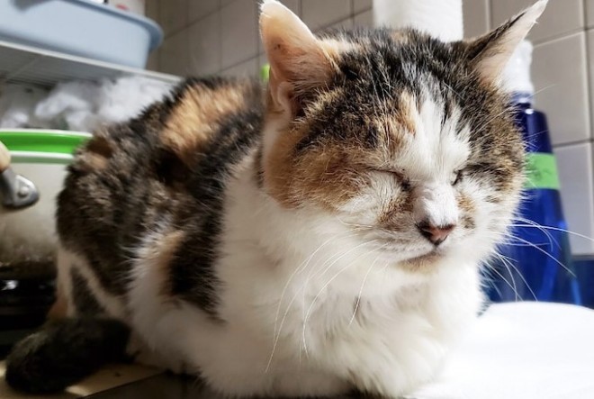 �ʐ^�F�˂�����u���O���