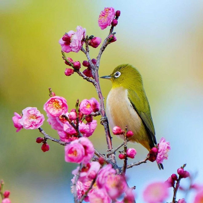 春先の癒し 梅の蜜を吸いにきたメジロに反響 海外からも 美しい 撮影者の想い 2ページ目 Oricon News