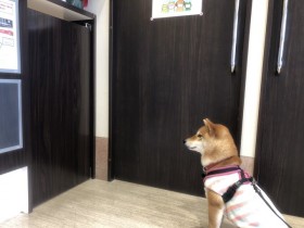 �a�@���D��������Č��A���ł���э��߂�悤�ҋ@