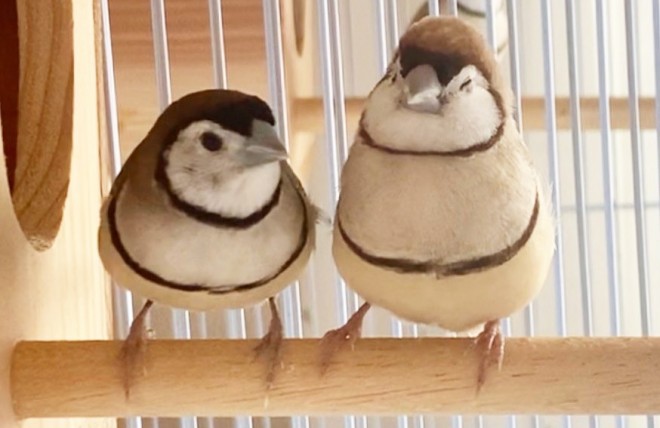 �J�m�R�X�Y���̃y�A�A�݂���i���j�ƃn�`�q�����i�E�j