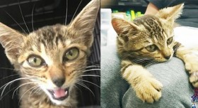 �u�K���K���̎q�L�v���ӂ�����K���Â���V�Ɂc�ߍ��Ȋ�����ی�A�g�ʔL�h�݂����ȃr�t�H�[�A�t�^�[