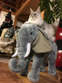 �Y���g���̕��i�h�c �ۂ̏�ɘȂވ��L�̙z�X�����\��